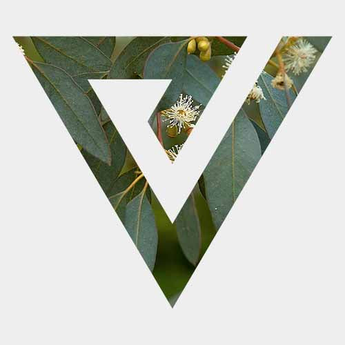 EUCALYPTUS E-LIQUID